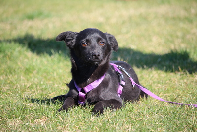 Minda, Mischling Welpen - Hündin