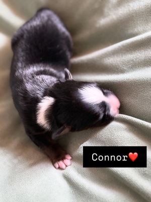 Mini Australian Shepard Welpen - Rüde