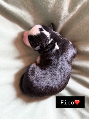 Mini Australian Shepard Welpen - Rüde