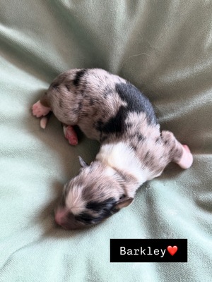 Mini Australian Shepard Welpen - Rüde