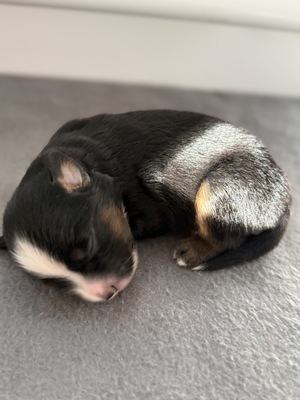 Mini Australian Shepard Welpen - Rüde