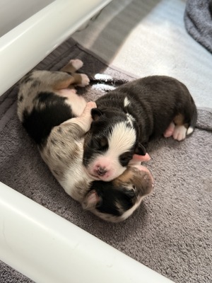 Mini Australian Shepard Welpen - Rüde