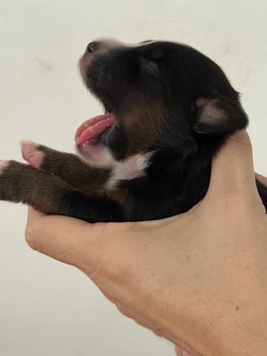 Mini Australian Shepard Welpen - Rüde