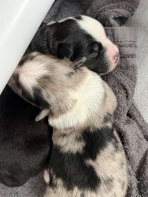 Mini Australian Shepard Welpen - Rüde