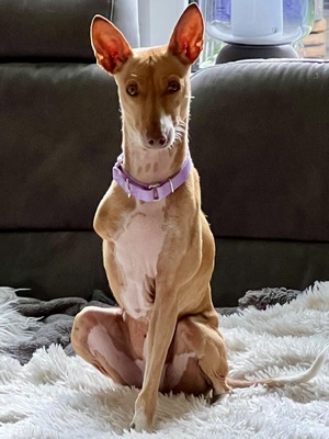 Mini, Podenco Andaluz - Hündin