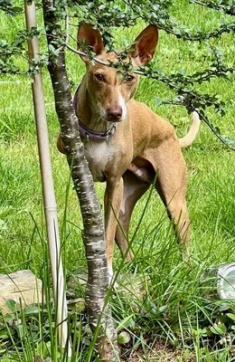 Mini, Podenco Andaluz - Hündin