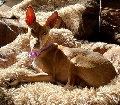 Mini, Podenco Andaluz - Hündin