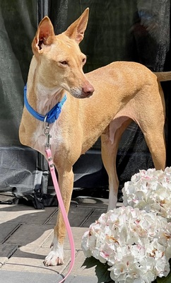 Mini, Podenco Andaluz - Hündin