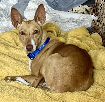 Mini, Podenco Andaluz - Hündin