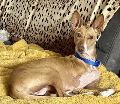 Mini, Podenco Andaluz - Hündin