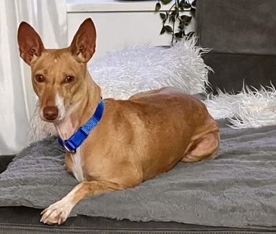 Mini, Podenco Andaluz - Hündin