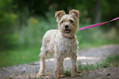 Mini, Yorki-Mischling - Hündin