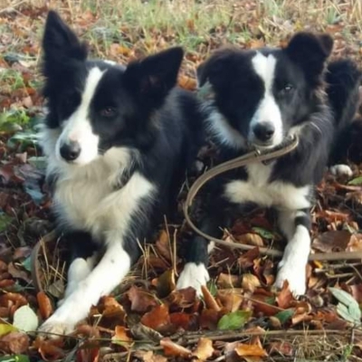 Mini und Maxi suchen dringend ein Zuhause, Bordercollie/Mix - Rüde