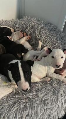 Miniatur Bullterrier Welpen Welpen - Hündin