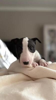 Miniatur Bullterrier Welpen Welpen - Hündin