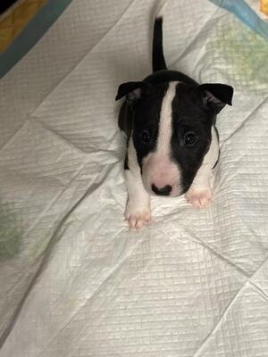Miniatur Bullterrier Welpen Welpen - Hündin