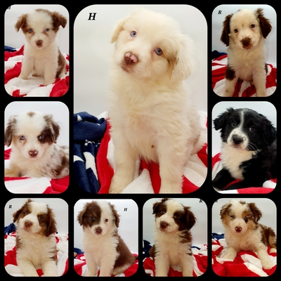 Miniature Australian Shepherd Welpen, Miniatur Australien Shepherd Welpen - Hündin