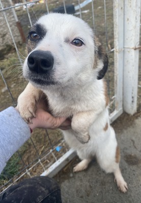 Minja, Mix - Hündin