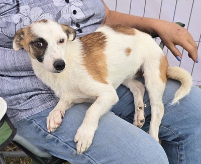 Minja, Mix - Hündin