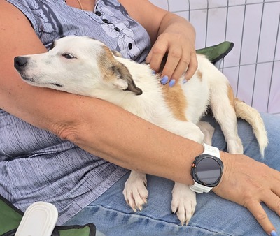 Minja, Mix - Hündin