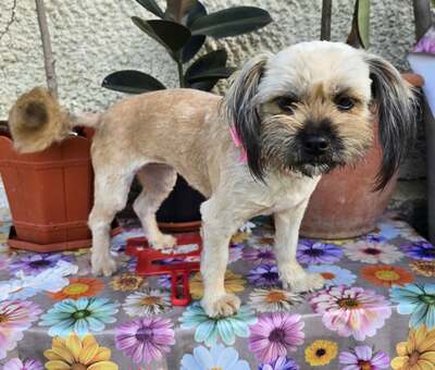 Minka, Mix - Hündin