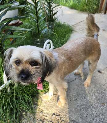 Minka, Mix - Hündin