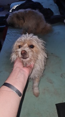 „Minnie & Micky: Das Strubbel-Duo mit den rosa Nasen sucht sein Glück.“, Mischling - Hündin