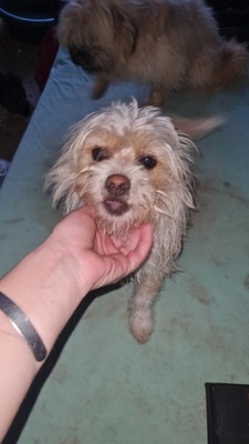 „Minnie & Micky: Das Strubbel-Duo mit den rosa Nasen sucht sein Glück.“, Mischling - Hündin