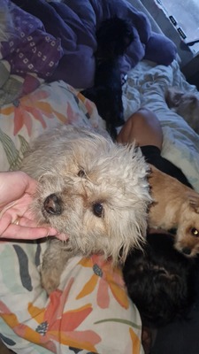 „Minnie & Micky: Das Strubbel-Duo mit den rosa Nasen sucht sein Glück.“, Mischling - Rüde