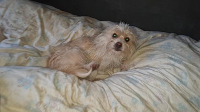 Minnie & Micky, zwei kleine Strubbelmäuse suchen ihr Glück, Mischling - Hündin