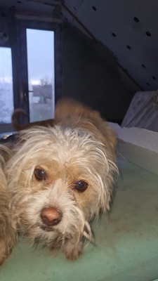 Minnie & Micky, zwei kleine Strubbelmäuse suchen ihr Glück, Mischling - Hündin