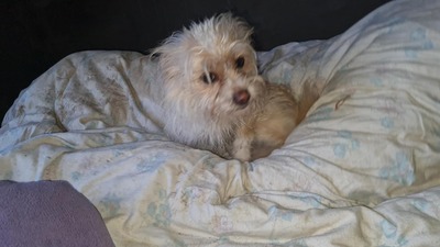 Minnie & Micky, zwei kleine Strubbelmäuse suchen ihr Glück, Mischling - Hündin