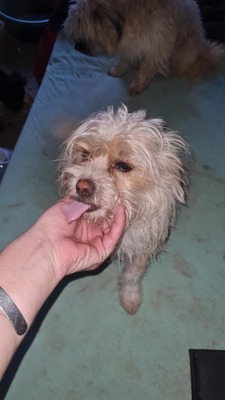 Minnie & Micky, zwei kleine Strubbelmäuse suchen ihr Glück, Mischling - Hündin