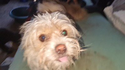 Minnie & Micky, zwei kleine Strubbelmäuse suchen ihr Glück, Mischling - Hündin