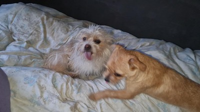 Minnie & Micky, zwei kleine Strubbelmäuse suchen ihr Glück, Mischling - Hündin