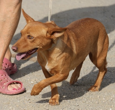 Minnie, Mix - Hündin