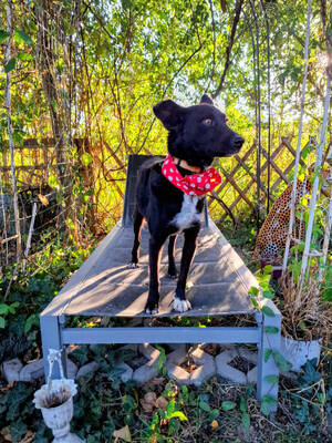 Minnie - NOTFALL Österreich, Mischling - Hündin