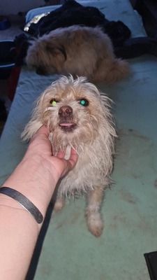 Minnie, kleine Strubbelmaus sucht liebevolles Zuhause