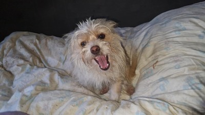 Minnie, kleine Strubbelmaus sucht liebevolles Zuhause, Mischling - Hündin