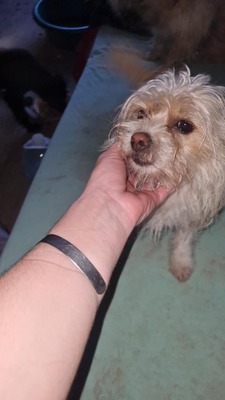 Minnie, kleine Strubbelmaus sucht liebevolles Zuhause, Mischling - Hündin