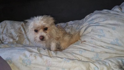 Minnie, kleine Strubbelmaus sucht liebevolles Zuhause, Mischling - Hündin