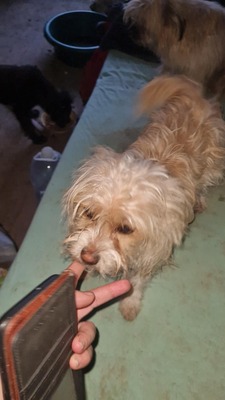 Minnie, kleine Strubbelmaus sucht liebevolles Zuhause, Mischling - Hündin