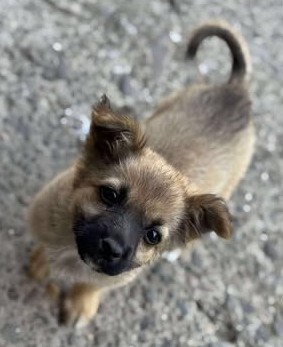 Minnie, unbekannt Welpen - Hündin