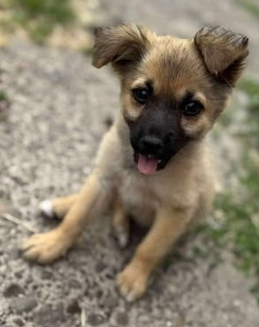 Minnie, unbekannt Welpen - Hündin