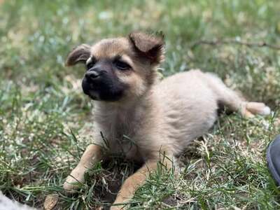 Minnie, unbekannt Welpen - Hündin
