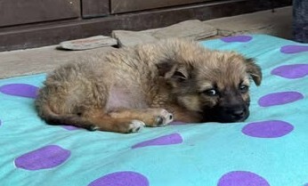 Minnie, unbekannt Welpen - Hündin