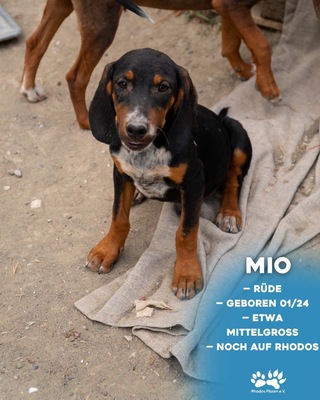 Mio, Mischling Welpen - Rüde