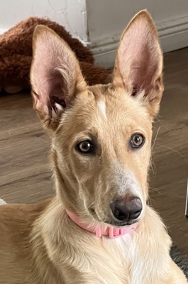 Mio, Podenco Andaluz - Rüde