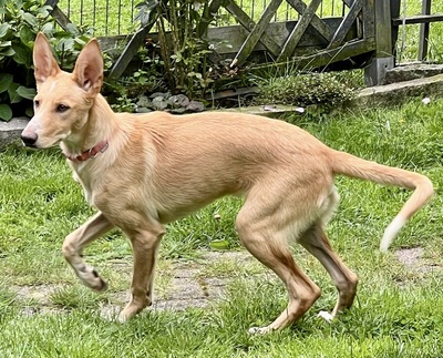 Mio, Podenco Andaluz - Rüde