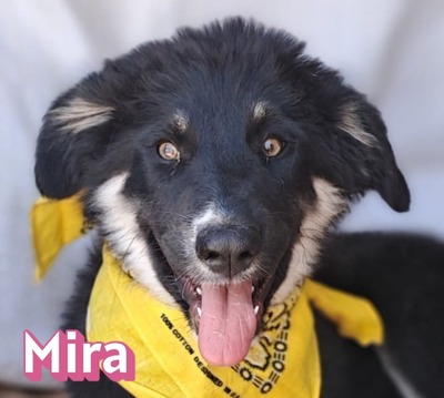 Mira
